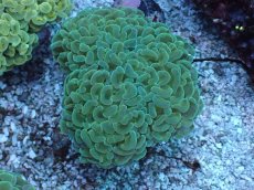 画像1: No.7 ナガレハナサンゴ　MLサイズ (1)