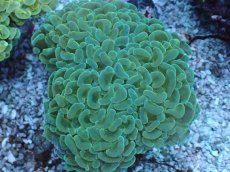 画像2: No.7 ナガレハナサンゴ　MLサイズ (2)