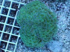 画像1: No.8 ナガレハナサンゴ　MLサイズ (1)