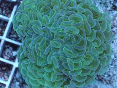 画像2: No.8 ナガレハナサンゴ　MLサイズ (2)