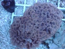 画像1: No.9 ナガレハナサンゴ　MLサイズ (1)