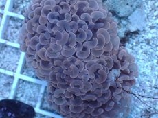 画像2: No.9 ナガレハナサンゴ　MLサイズ (2)