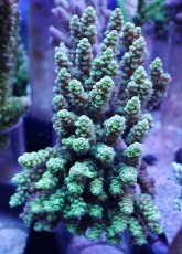 画像1: No.32 オーストラリア産 ウスエダミドリイシ (1)