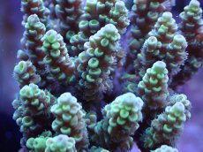 画像2: No.32 オーストラリア産 ウスエダミドリイシ (2)