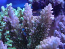 画像2: No.33 オーストラリア産 ヤスリミドリイシ (2)