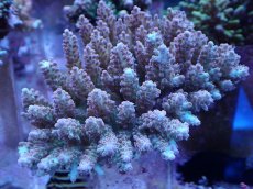 画像1: No.34 オーストラリア産 浅場ミドリイシ (1)