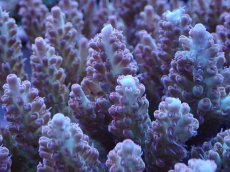 画像2: No.34 オーストラリア産 浅場ミドリイシ (2)