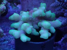 画像1: No.35 オーストラリア産 ロカニ? (1)