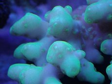 画像2: No.35 オーストラリア産 ロカニ? (2)