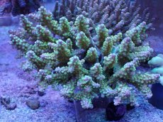 画像1: No.36 オーストラリア産 ナタレンシス？ (1)