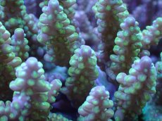 画像2: No.36 オーストラリア産 ナタレンシス？ (2)