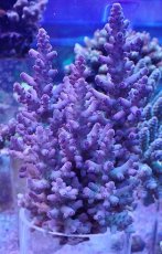 画像1: No.37 オーストラリア産 ロリペス (1)