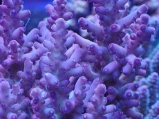 画像2: No.37 オーストラリア産 ロリペス (2)