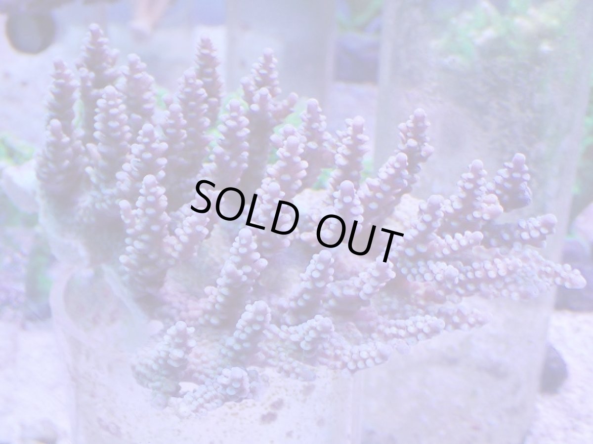 画像1: No.38 オーストラリア産 ファイヤーワークス (1)