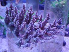 画像1: No.38 オーストラリア産 ファイヤーワークス (1)