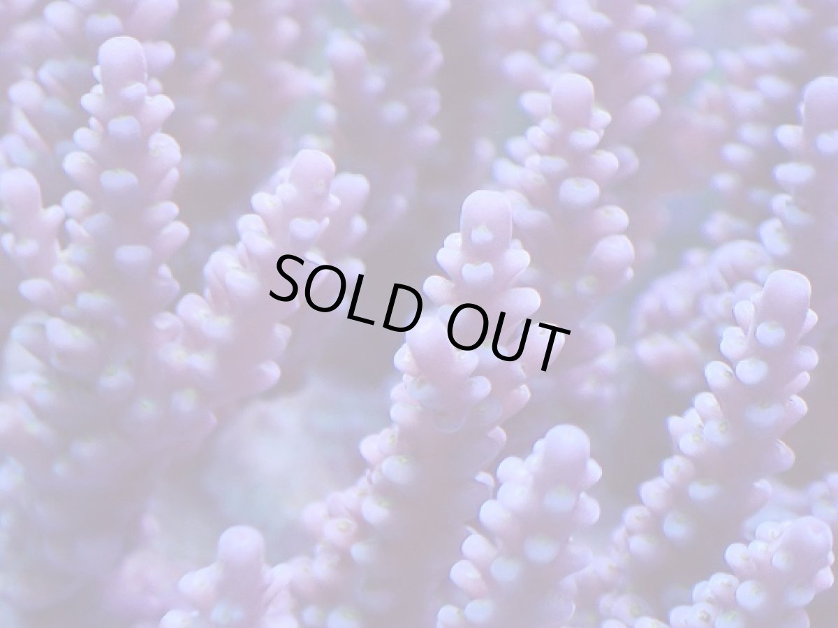 画像2: No.38 オーストラリア産 ファイヤーワークス (2)