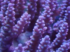 画像2: No.38 オーストラリア産 ファイヤーワークス (2)