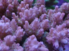 画像2: No.39 オーストラリア産 フューゴ (2)