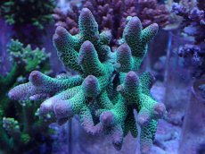 画像1: No.40 オーストラリア産 スパスラータ (1)