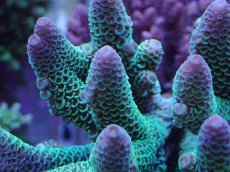 画像2: No.40 オーストラリア産 スパスラータ (2)