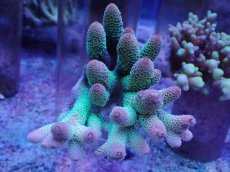 画像1: No.41 オーストラリア産 スパスラータ (1)