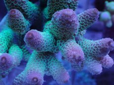 画像2: No.41 オーストラリア産 スパスラータ (2)