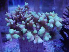 画像1: No.42 オーストラリア産 ロカニ？ (1)