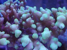 画像2: No.42 オーストラリア産 ロカニ？ (2)