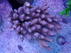 画像1: No.43 ウスエダミドリイシ　スペシャルカラー (1)