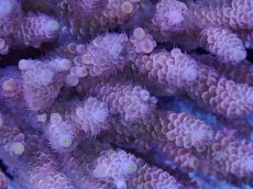 画像2: No.43 ウスエダミドリイシ　スペシャルカラー (2)