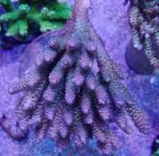 画像1: No.44 ウスエダミドリイシ　スペシャルカラー (1)