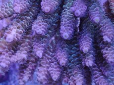 画像2: No.44 ウスエダミドリイシ　スペシャルカラー (2)