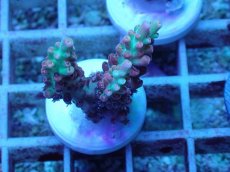 画像1: No.45 オーストラリア産 ストロベリーショートケーキ (1)