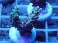 画像2: No.45 オーストラリア産 ストロベリーショートケーキ (2)