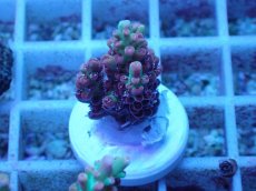 画像1: No.46 オーストラリア産 ストロベリーショートケーキ (1)