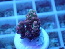 画像2: No.46 オーストラリア産 ストロベリーショートケーキ (2)