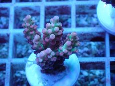 画像1: No.47 オーストラリア産 ストロベリーショートケーキ (1)