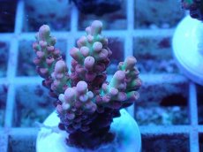 画像2: No.47 オーストラリア産 ストロベリーショートケーキ (2)