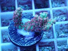 画像1: No.48 オーストラリア産 ストロベリーショートケーキ (1)