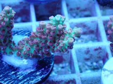 画像2: No.48 オーストラリア産 ストロベリーショートケーキ (2)