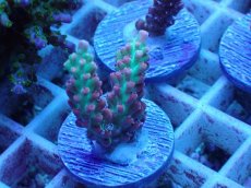 画像1: No.49 オーストラリア産 ストロベリーショートケーキ (1)