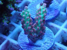 画像2: No.49 オーストラリア産 ストロベリーショートケーキ (2)