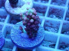 画像1: No.50 オーストラリア産 ストロベリーショートケーキ (1)