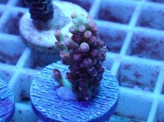 画像2: No.50 オーストラリア産 ストロベリーショートケーキ (2)