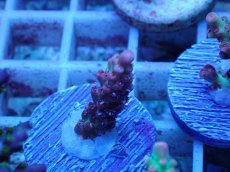 画像1: No.51 オーストラリア産 ストロベリーショートケーキ (1)