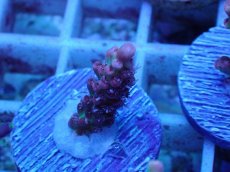 画像2: No.51 オーストラリア産 ストロベリーショートケーキ (2)