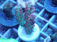 画像1: No.52 オーストラリア産 ストロベリーショートケーキ (1)