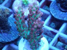 画像2: No.52 オーストラリア産 ストロベリーショートケーキ (2)