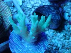 画像1: No.53 深場ミドリイシ ピンクポリプ (1)