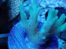 画像2: No.53 深場ミドリイシ ピンクポリプ (2)